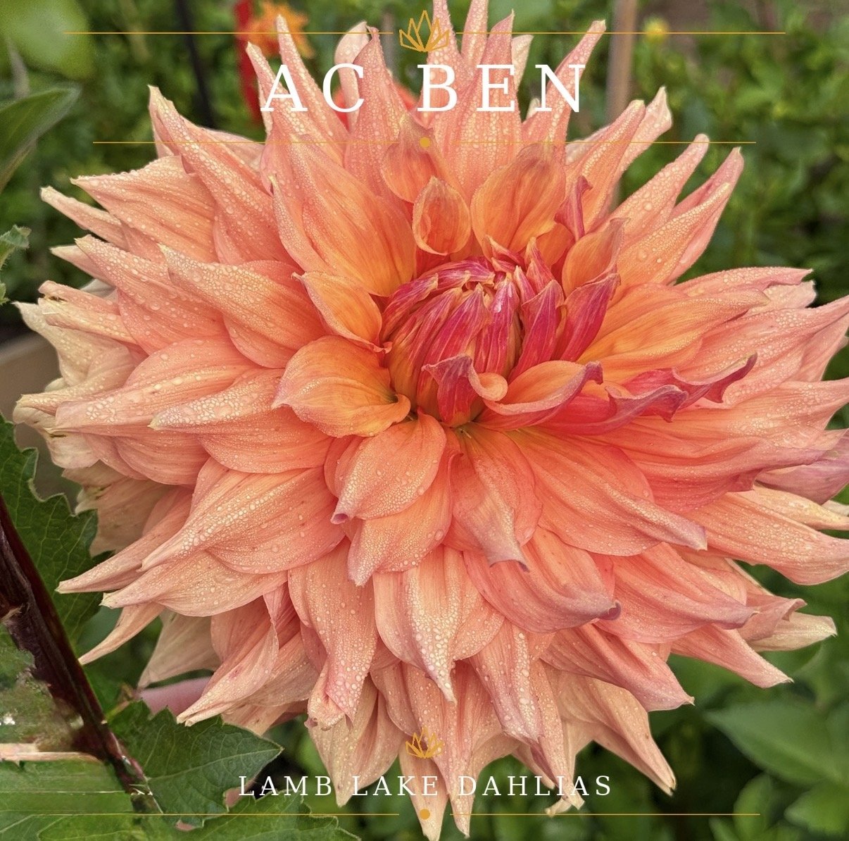 AC Ben dahlia