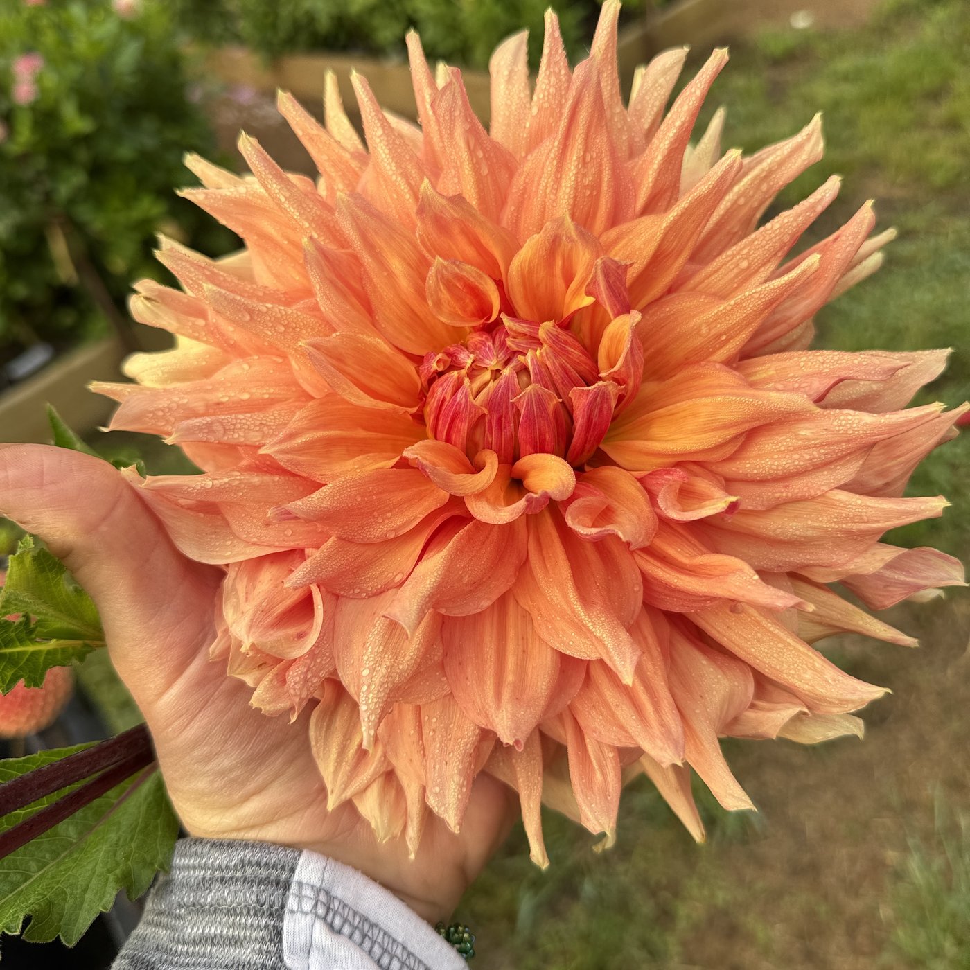 AC Ben dahlia