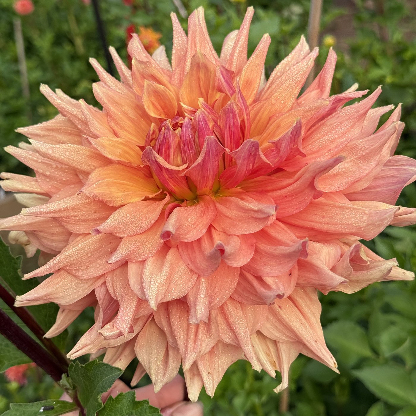 AC Ben dahlia