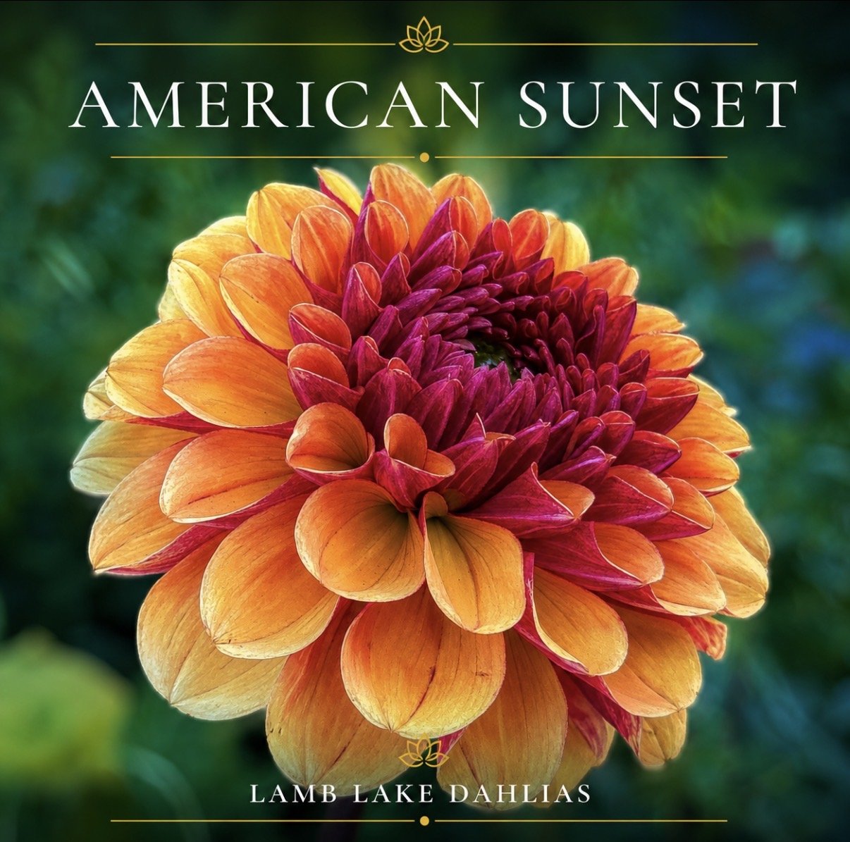 American Sunset dahlia