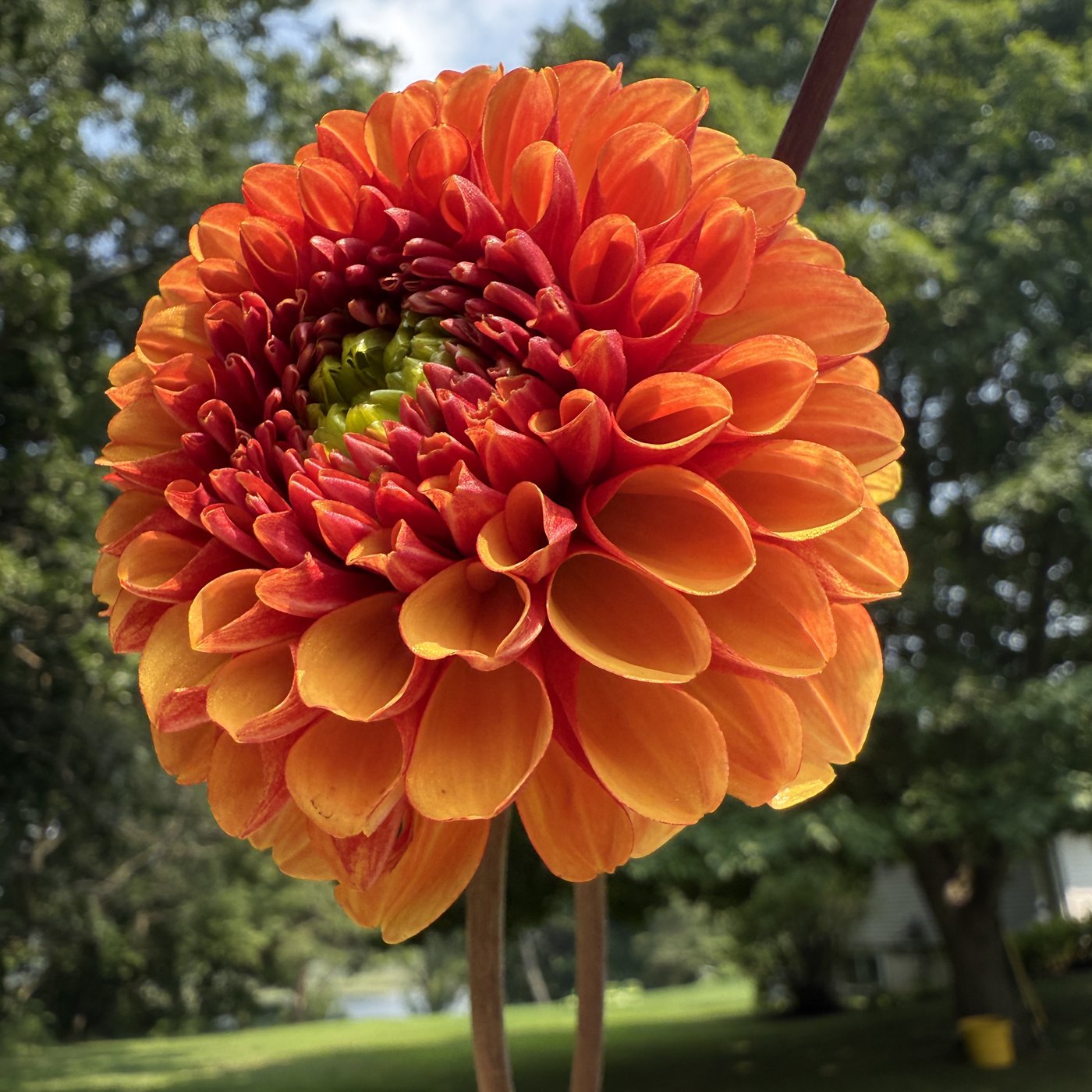 American Sunset dahlia
