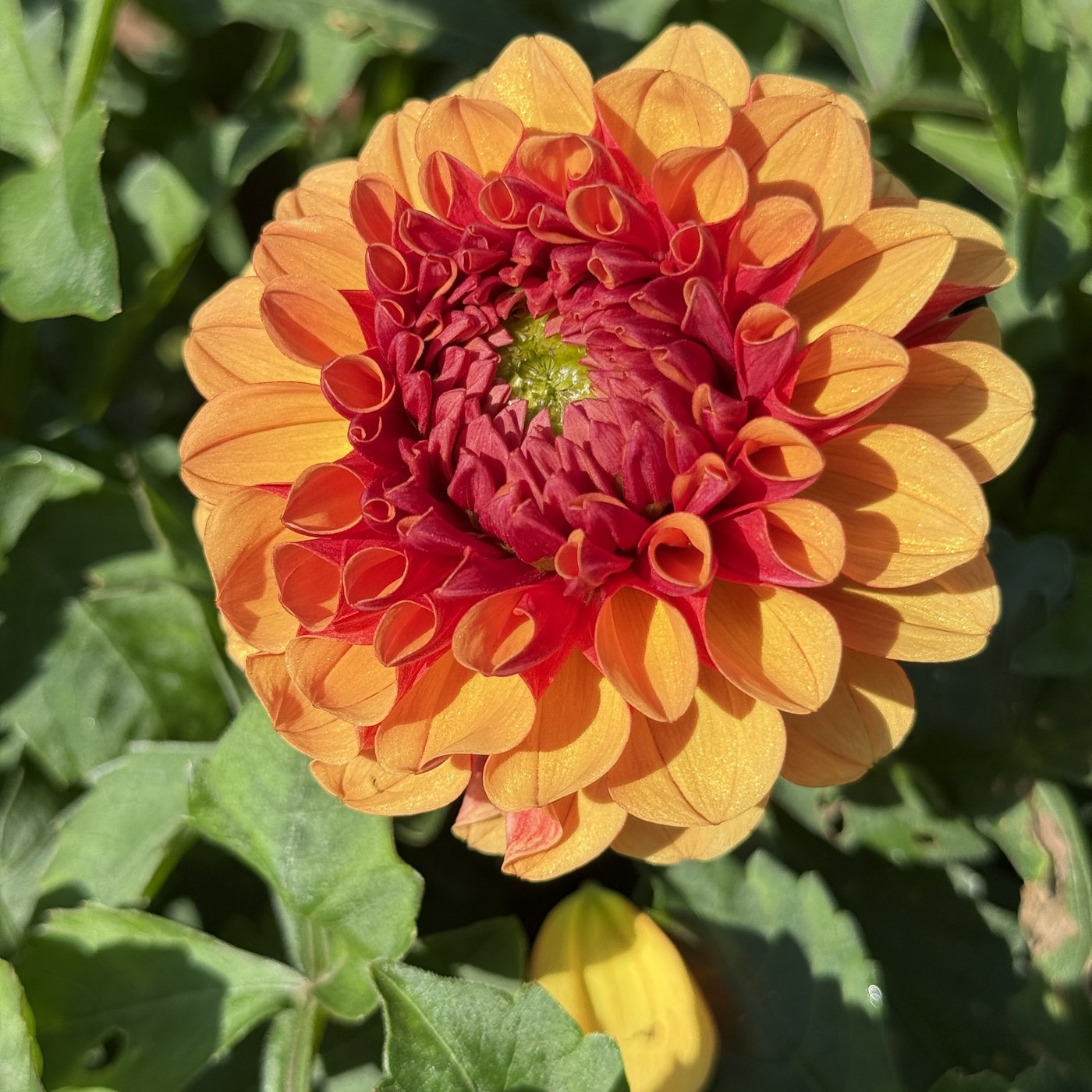 American Sunset dahlia