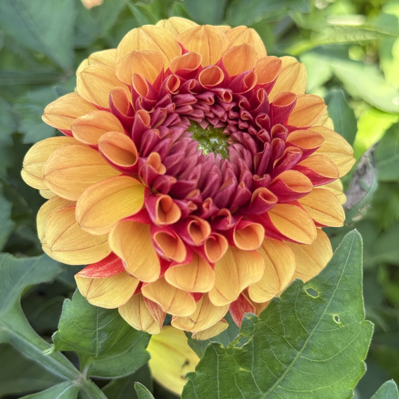 American Sunset dahlia