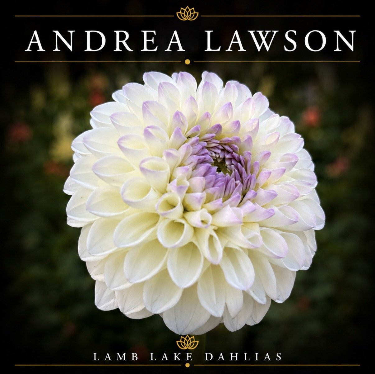 Andrea Lawson