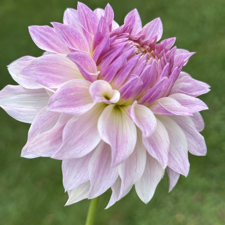 Bloomquist Compare dahlia