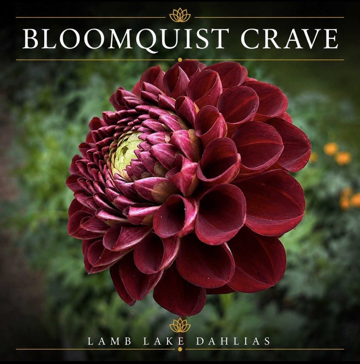 Bloomquist Crave