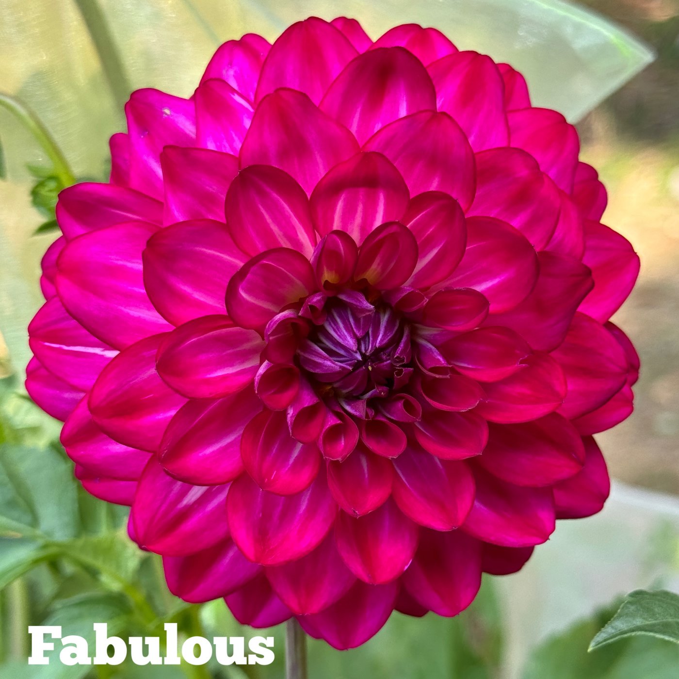 Fabulous