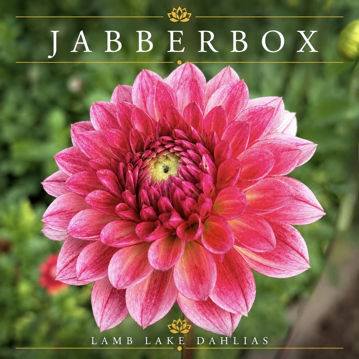 Jabberbox dahlia