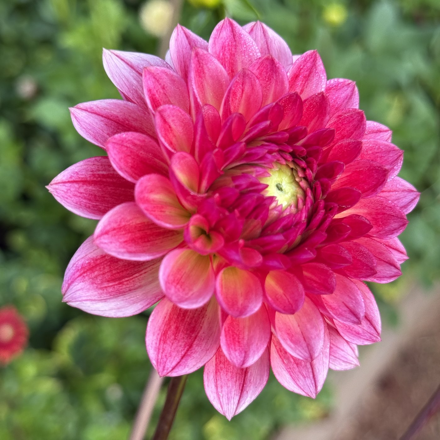 Jabberbox dahlia