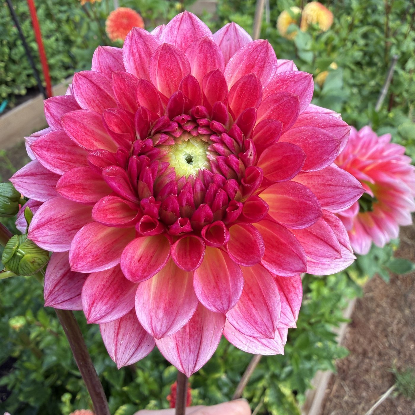 Jabberbox dahlia blooms