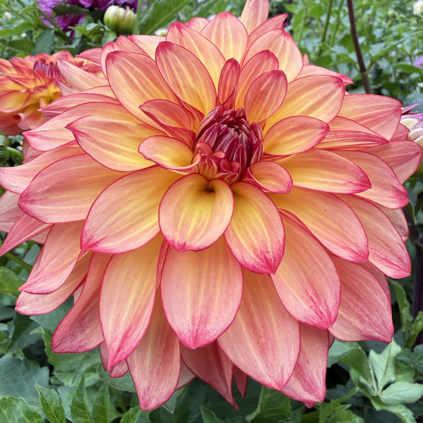 Mai Tai dahlia