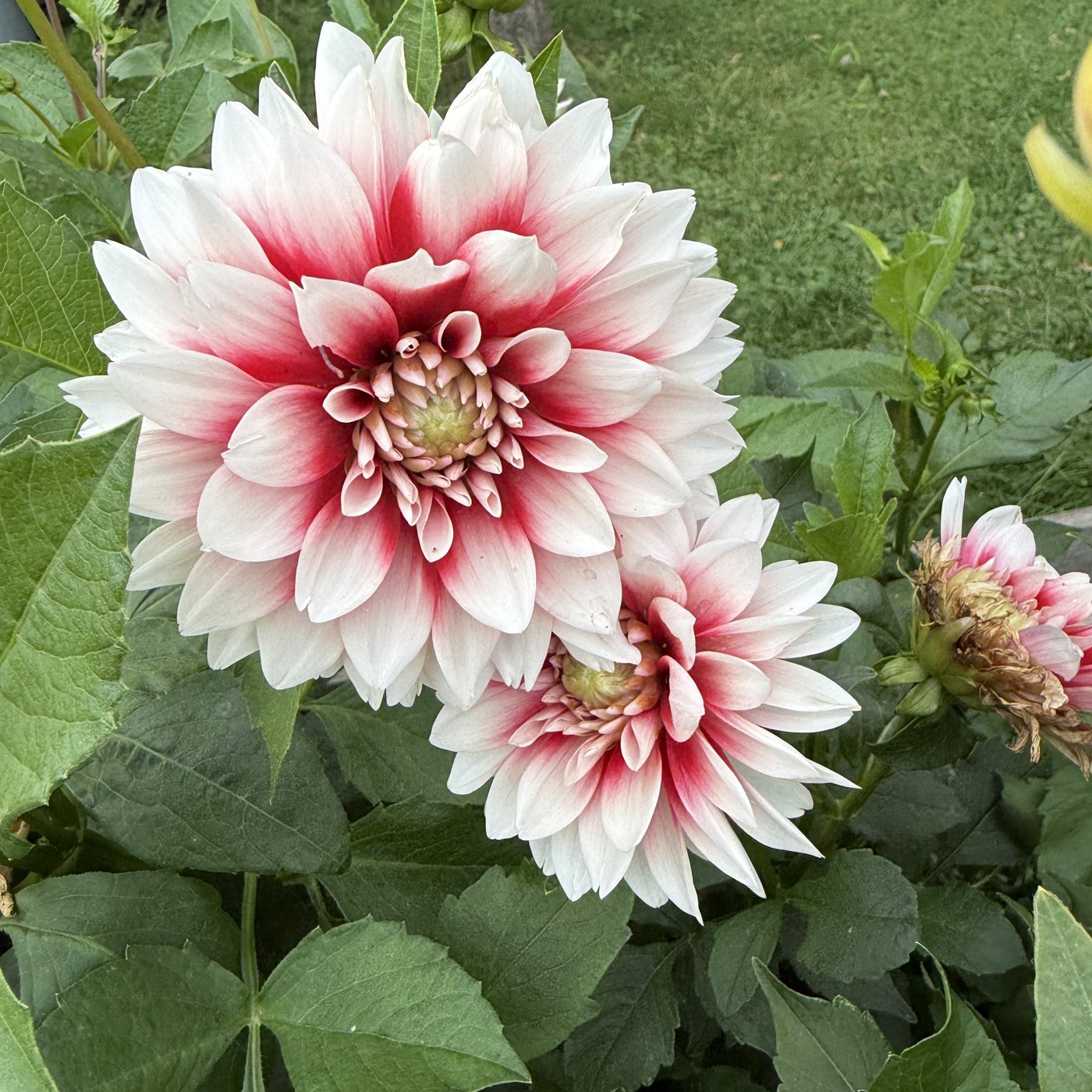 Ryan C. Mystery Day dahlia