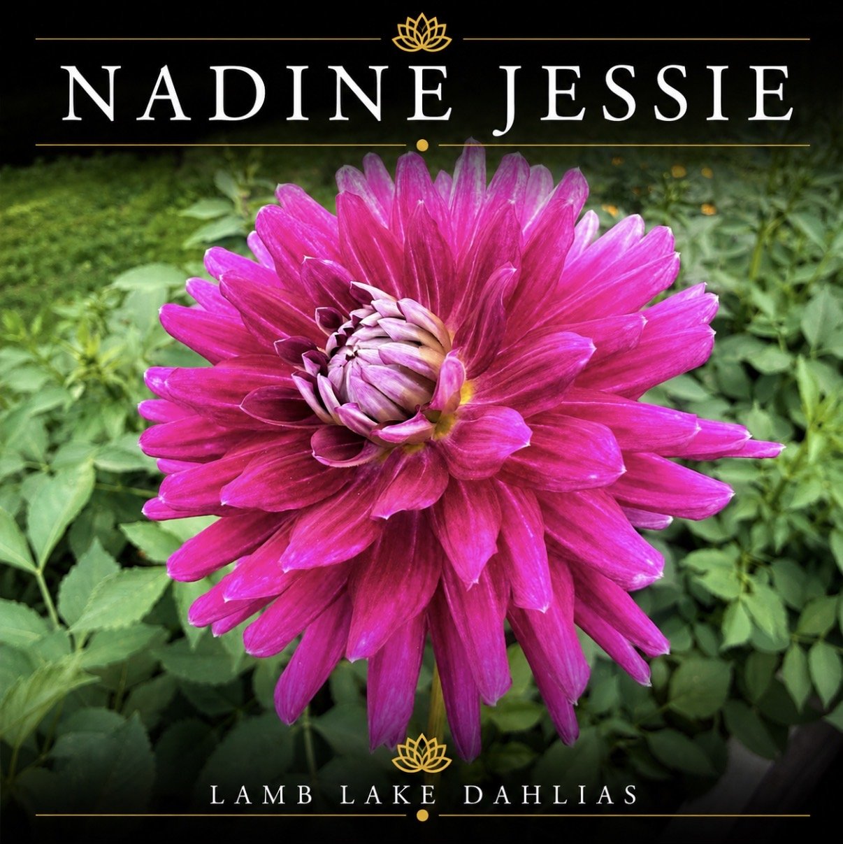 Nadine Jessie dahlia
