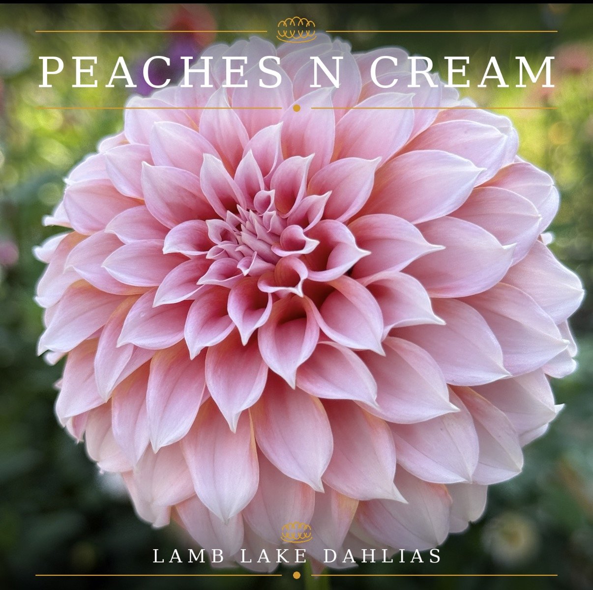 Peaches N Cream