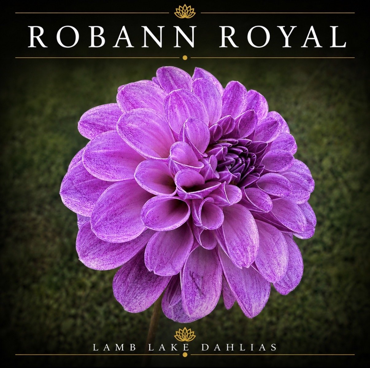 Robann Royal