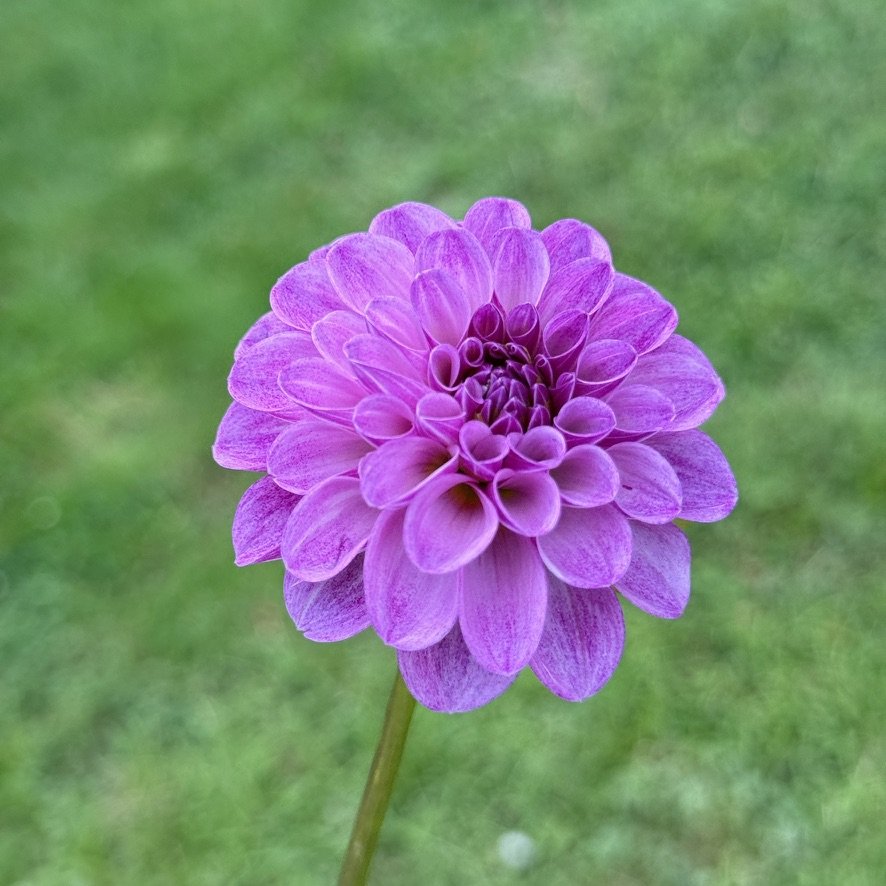 Robann Royal