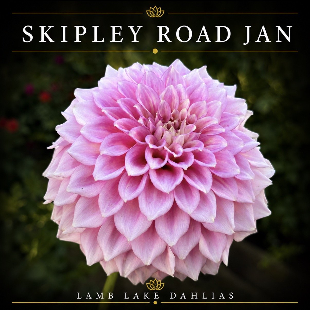 Skipley Road Jan