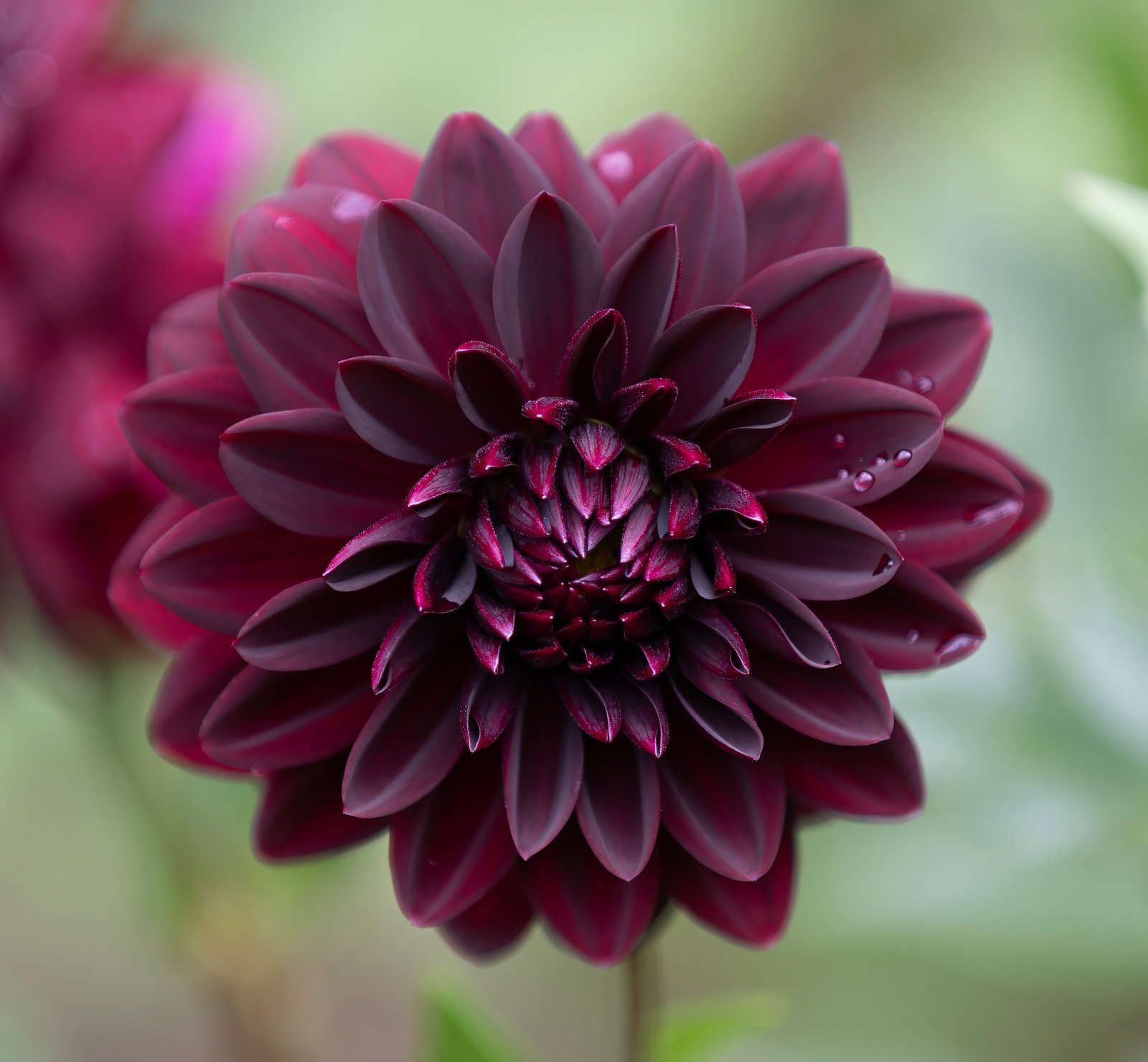 Arabian Night dahlia