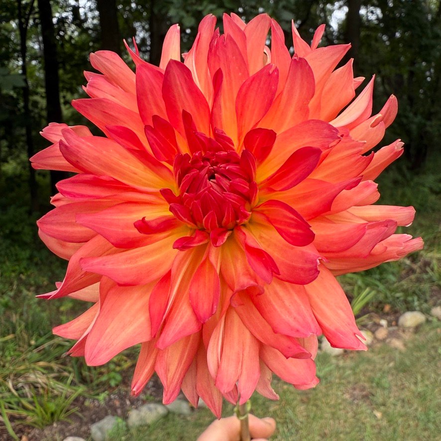 Baron Katie dahlia