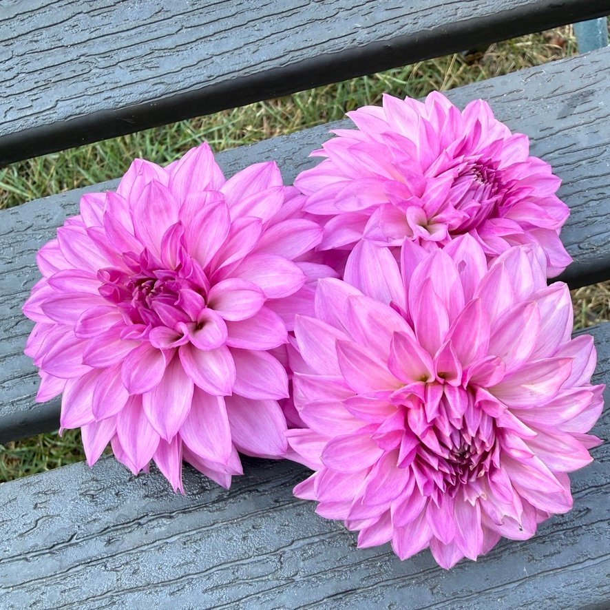 Bloomquist Bring Forth