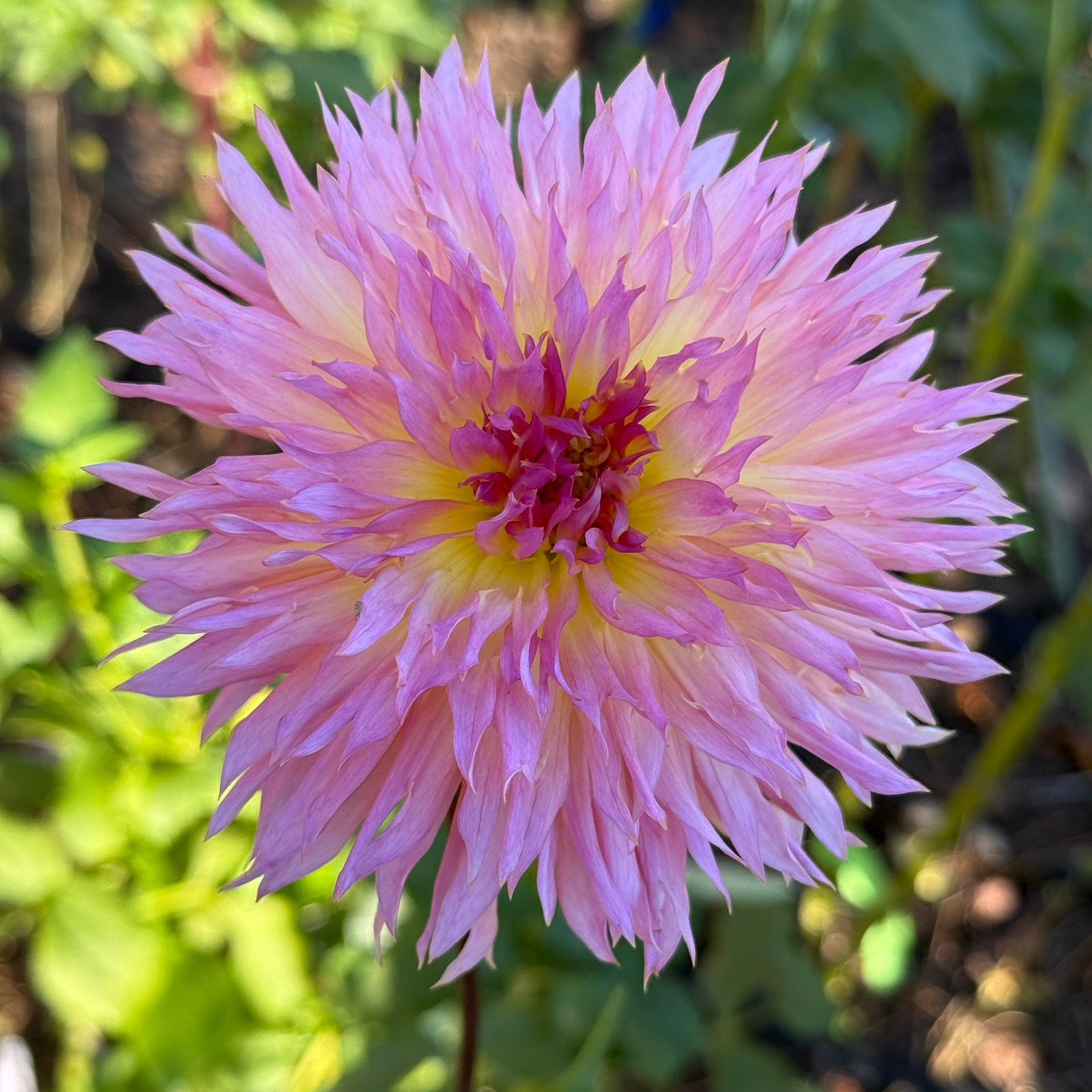Bloomquist Mildred S