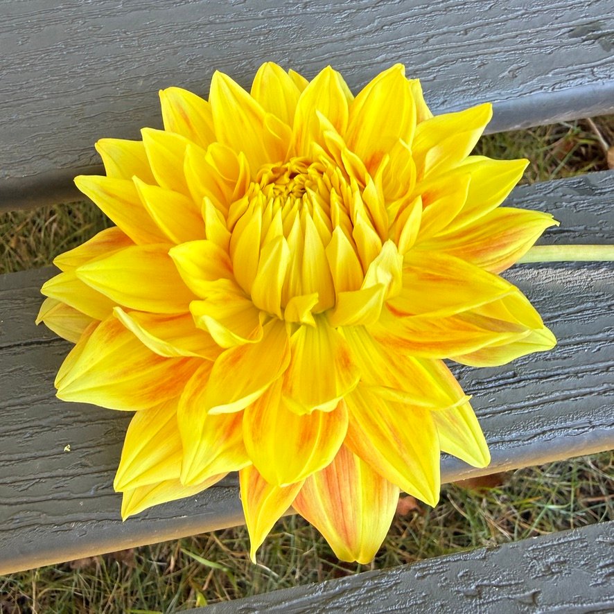 Bodacious dahlia