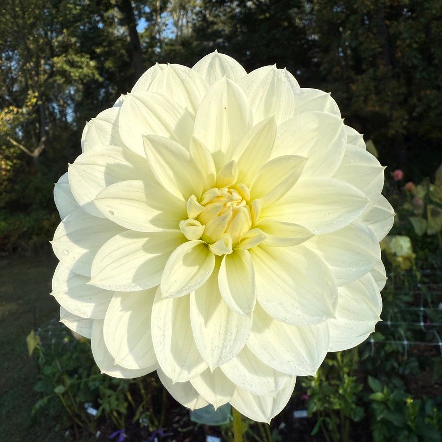 Bridezilla dahlia