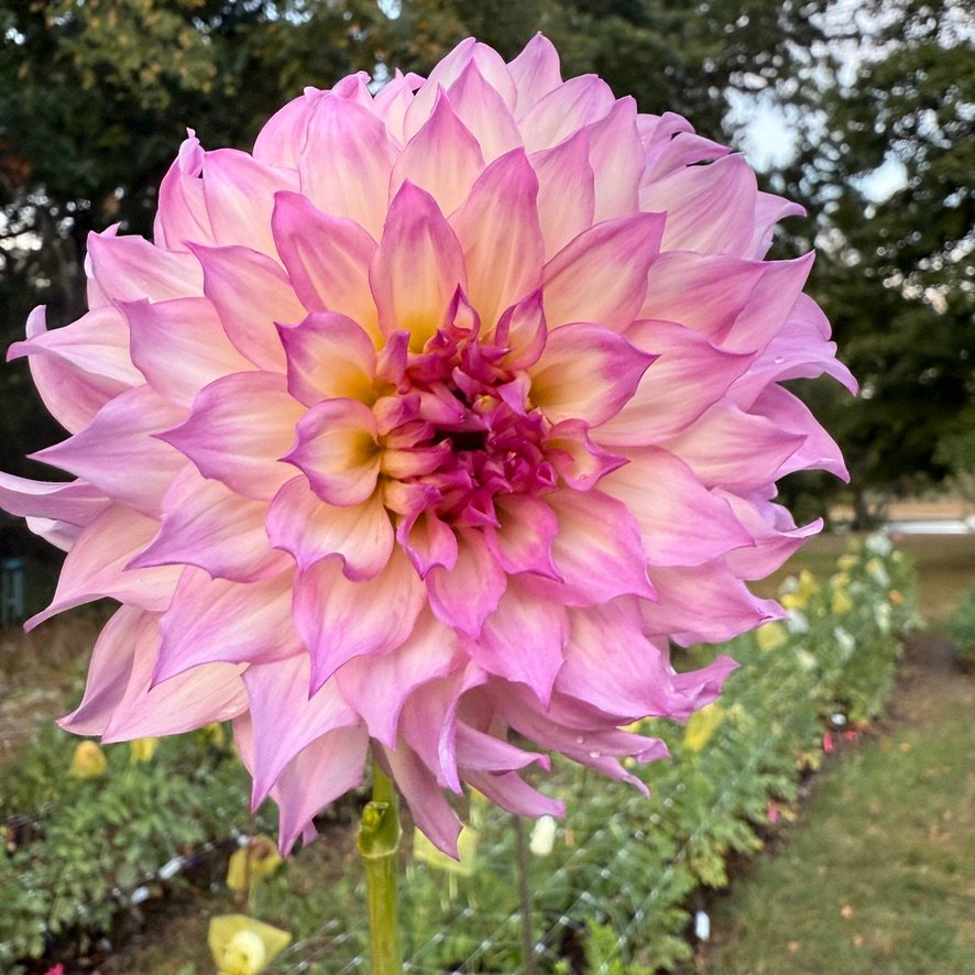 Colorado Classic dahlia