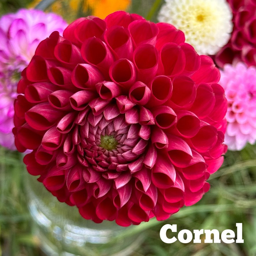 Cornel dahlia