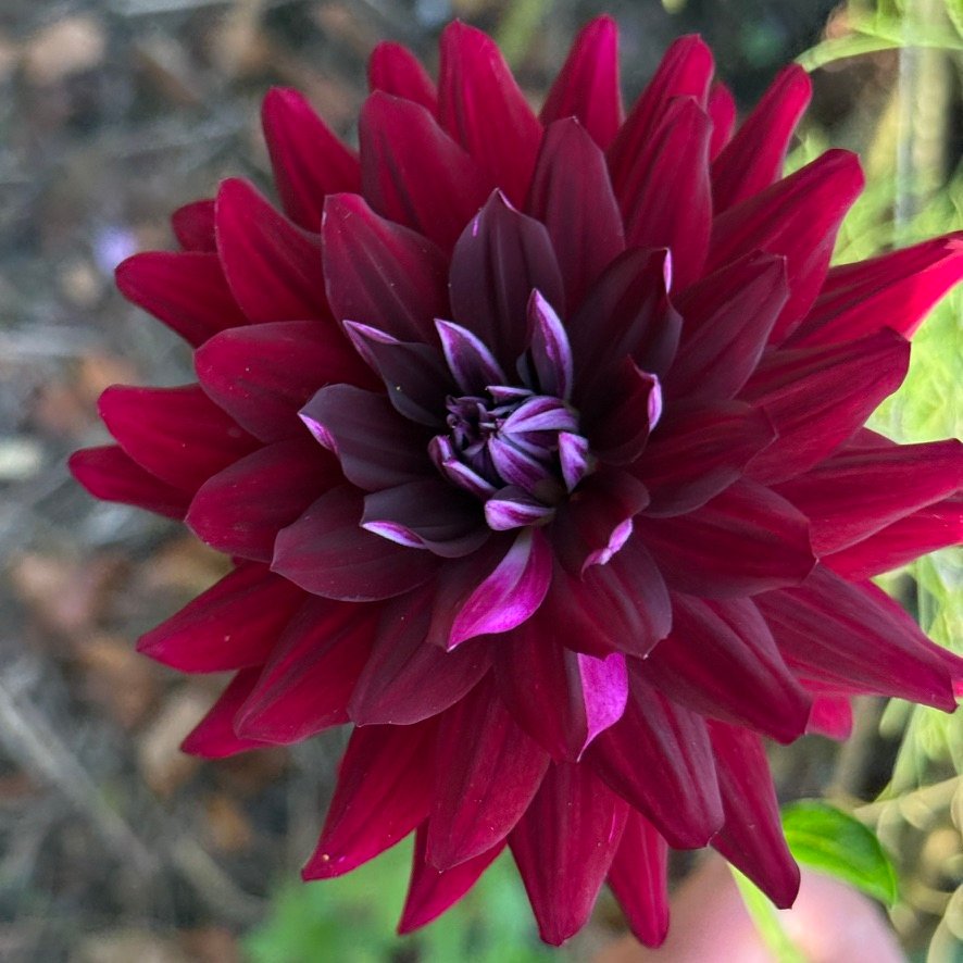 Hollyhill Black Beauty dahlia