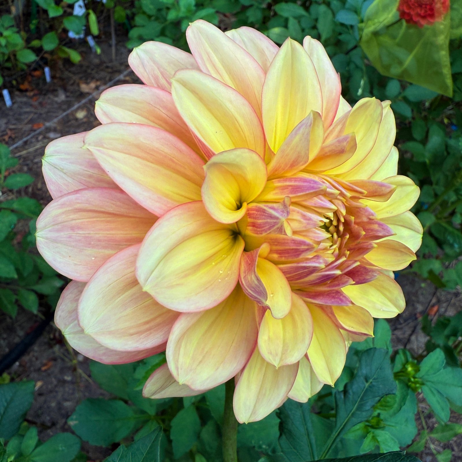 Wyn's NEW Pastel dahlia